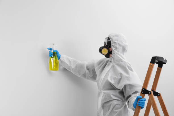 Why You Should Choose Our Mold Remediation Services in Forestbrook, SC